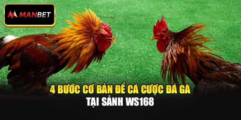 4 bước cơ bản để cá cược đá gà tại sảnh WS168