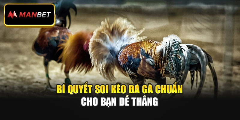 Bí quyết soi kèo đá gà chuẩn cho bạn dễ thắng