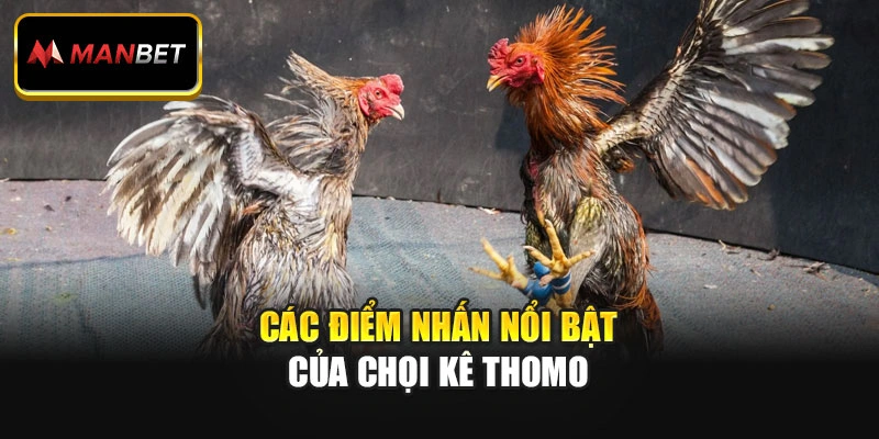 Các điểm nhấn nổi bật của chọi kê Thomo