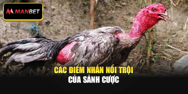 Các điểm nhấn nổi trội của sảnh cược