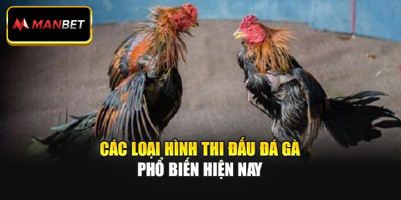 Các loại hình thi đấu đá gà phổ biến hiện nay