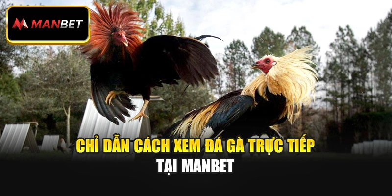Chỉ dẫn cách xem đá gà trực tiếp tại Manbet