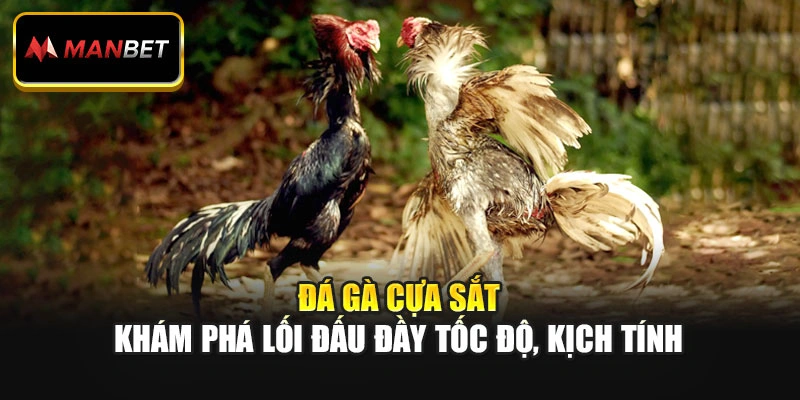Đá Gà Cựa Sắt – Khám Phá Lối Đấu Đầy Tốc Độ, Kịch Tính