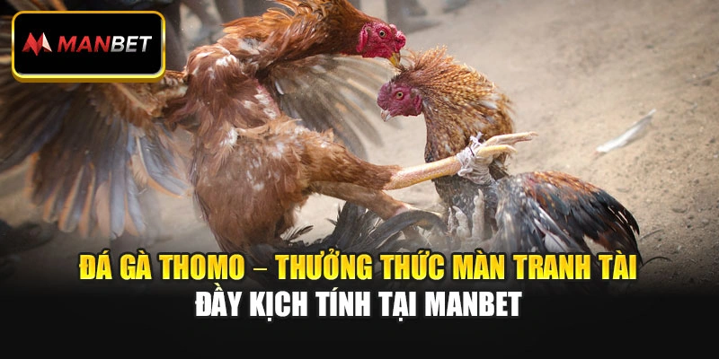 Đá Gà Thomo – Thưởng Thức Màn Tranh Tài Đầy Kịch Tính Tại Manbet