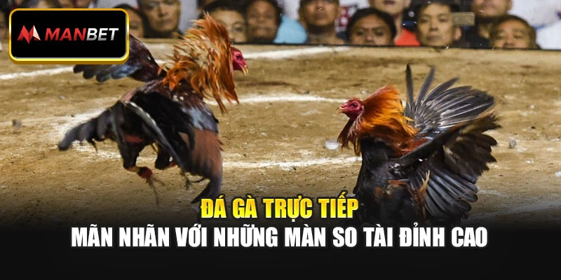 Đá Gà Trực Tiếp – Mãn Nhãn Với Những Màn So Tài Đỉnh Cao