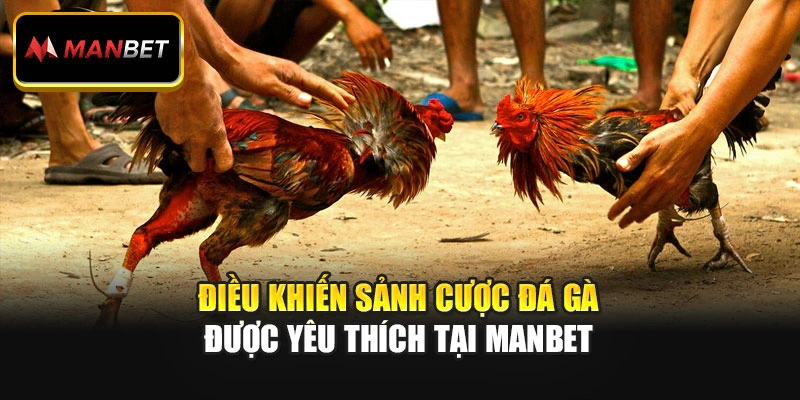 Điều khiến sảnh cược đá gà được yêu thích tại Manbet