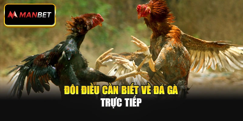 Đôi điều cần biết về đá gà trực tiếp