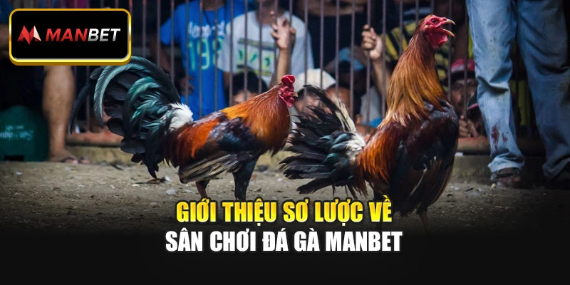 Giới thiệu sơ lược về sân chơi đá gà ManBet