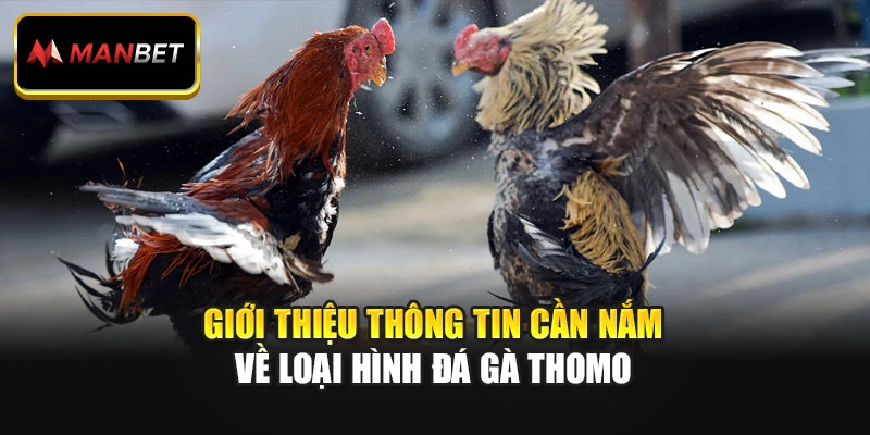 Giới thiệu thông tin cần nắm về loại hình đá gà Thomo