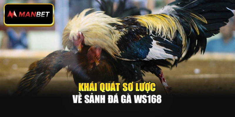 Khái quát sơ lược về sảnh đá gà WS168