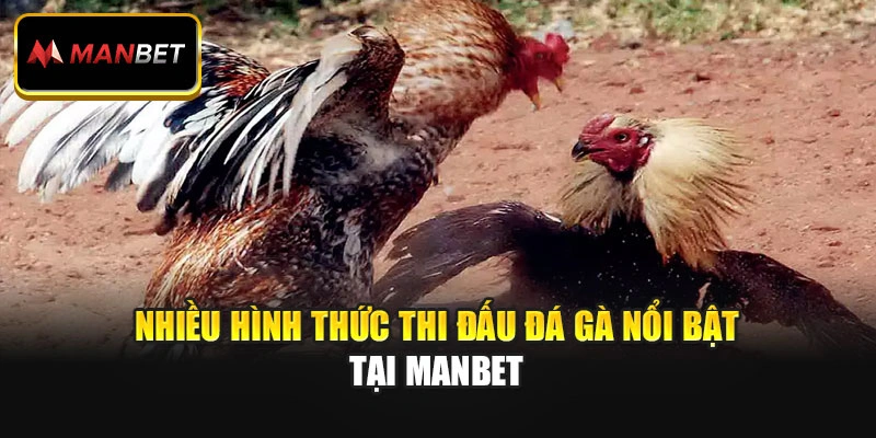 Nhiều hình thức thi đấu đá gà nổi bật tại Manbet