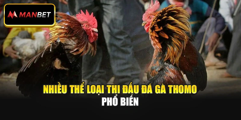 Nhiều thể loại thi đấu đá gà Thomo phổ biến