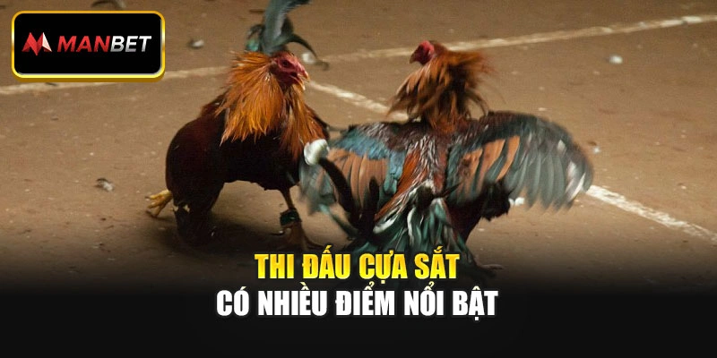 Thi đấu cựa sắt có nhiều điểm nổi bật