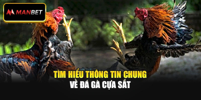 Tìm hiểu thông tin chung về đá gà cựa sắt