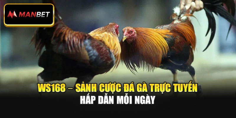 WS168 – Sảnh Cược Đá Gà Trực Tuyến Hấp Dẫn Mỗi Ngày